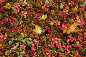 WoodStone Rock Garden – Plants and Flowers
