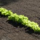 Eagle Mountain Garden – Mid-Summer 2012