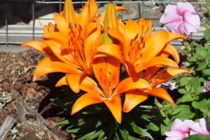 WoodStone Rock Garden – Orange Oriental Lilies