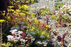 WoodStone Rock Garden – Color and Texture In The Rock Garden