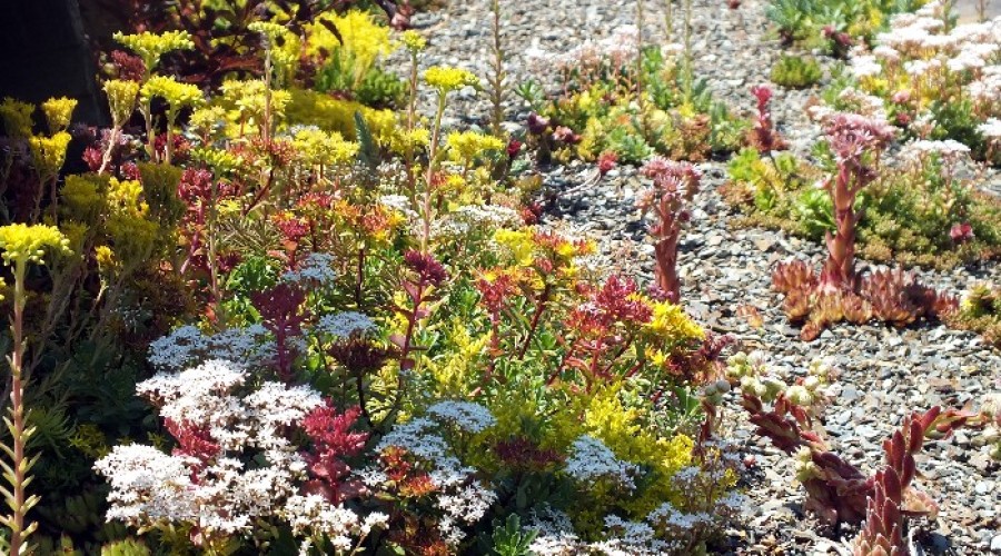 WoodStone Rock Garden – Color and Texture In The Rock Garden