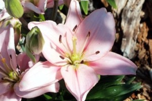 WoodStone Rock Garden – Oriental Lilies