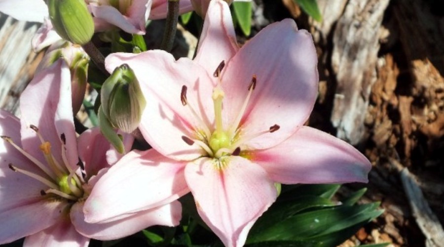 WoodStone Rock Garden – Oriental Lilies