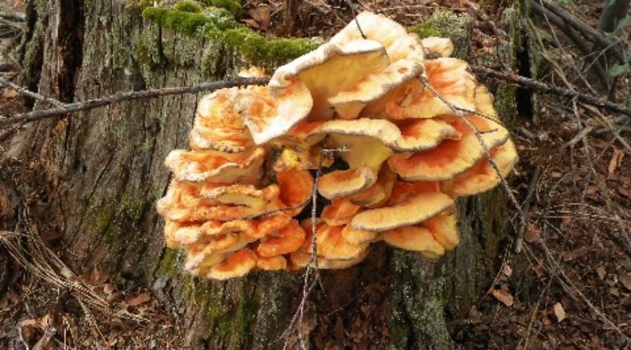 Making Firewood And Finding A Treasure… Having Fun Preparing For Winter?!