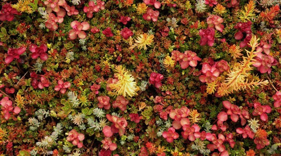 WoodStone Rock Garden – Plants and Flowers