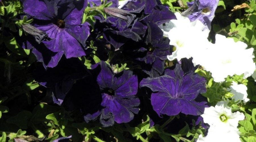 WoodStone Decorative Rock Borders