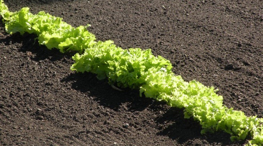 Eagle Mountain Garden – Mid-Summer 2012