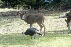 Wildlife At Eagle Mountain – April 14, 2013