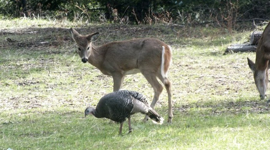 Wildlife At Eagle Mountain – April 14, 2013