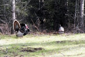 Spring Courtship Dance