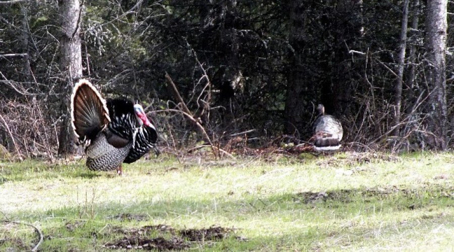 Spring Courtship Dance