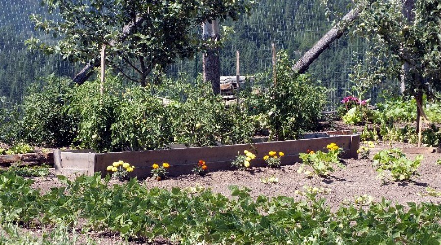 Eagle Mtn Garden – Mid-Summer 2013