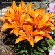 WoodStone Rock Garden – Orange Oriental Lilies