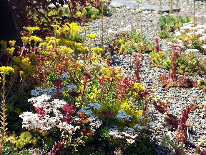 WoodStone Rock Garden - Color and Texture In The Rock Garden ...