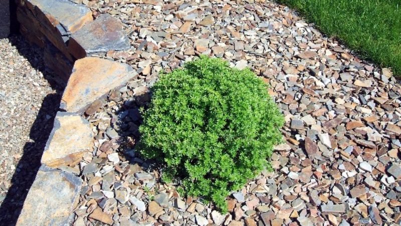 Photo_049_Large_Web_view